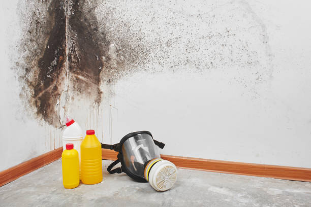 Best Insurance-Related Mold Remediation in Dasher, GA