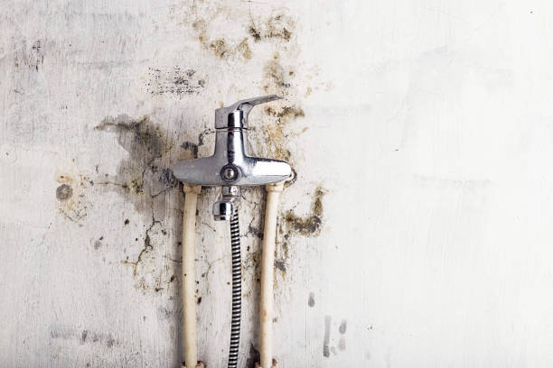 Best Post-Remediation Services in Dasher, GA