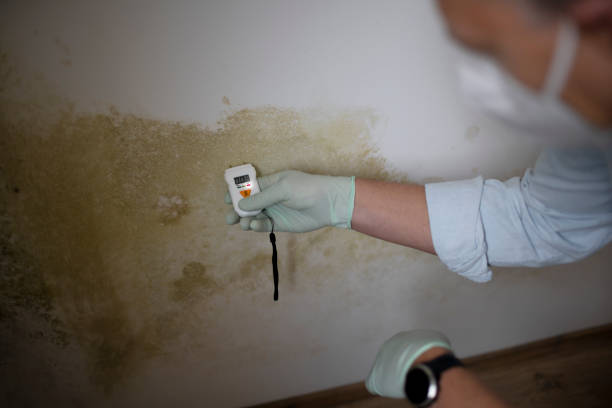 Best Emergency Mold Remediation in Dasher, GA