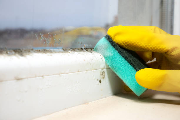 Best HVAC Mold Remediation in Dasher, GA