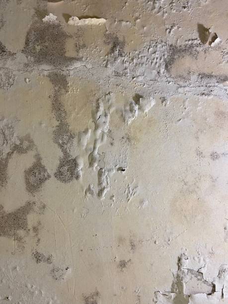 Professional Mold Remediation in Dasher, GA