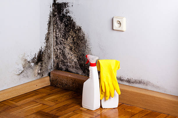 Professional Mold Remediation in Dasher, GA