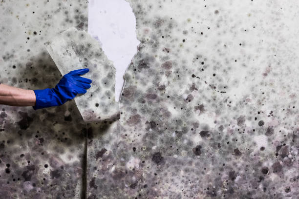 Best Residential Mold Remediation in Dasher, GA