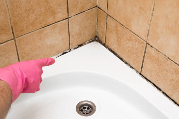 Best Residential Mold Remediation in Dasher, GA